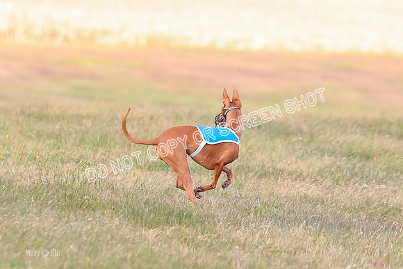 1) Prelims Fch 2, Royal Copper Neema-9109