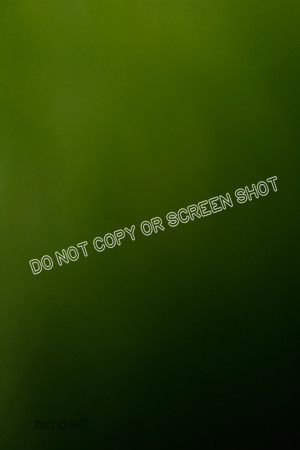 _E4I6053
