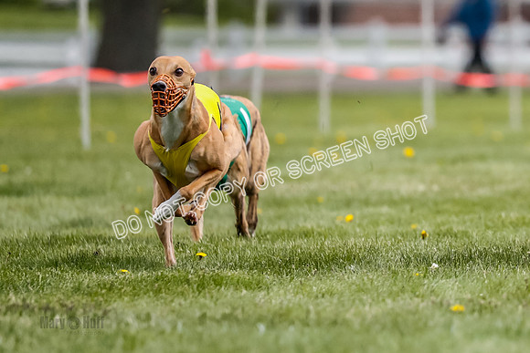 WRA, Prg 1, Race 12, Tanooki Jigsaw Cheetah Bookie-8466-2
