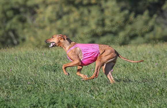 1 Prelims Vet 2 Xena Libby-5361