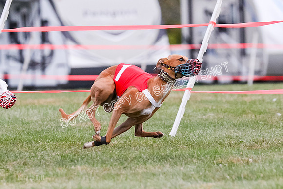 Prg 1, race 10, Bobo Piper Elvis Grit-0809