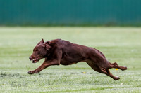 Cat Test 2-0892
