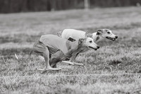 Whippet Black&White