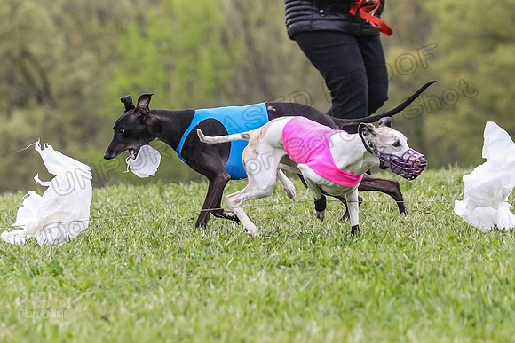 Finals Open C3, Sparky Margot Shine-0739