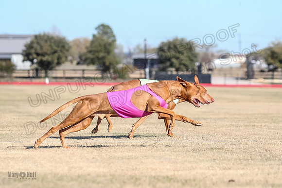 1Prelims Vet 1 Caper Copper-0964