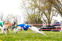 WRA, Prg 3, Race 1, Puppy, Sprig Gnocchi-9120