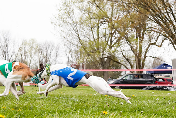 WRA, Prg 3, Race 1, Puppy, Sprig Gnocchi-9120