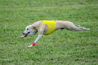 Prelim Veteran 1, Akela Ricky Bobby Blue-6303