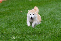 Shiba 5