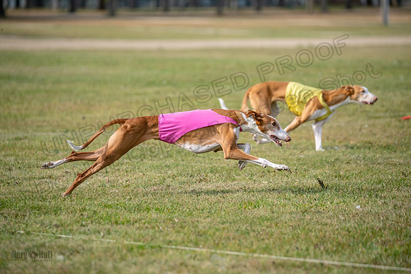 Finals Vet 2 Seren Dawn-3390