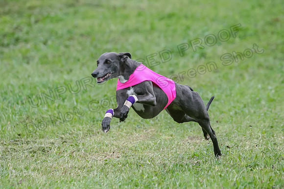 Prelim Open E4, Sassy Sneakers-5062