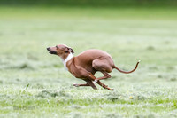 Cat Test 2-1355