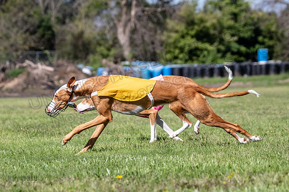 Prelims Fch 2 Pennie Beastie-5534