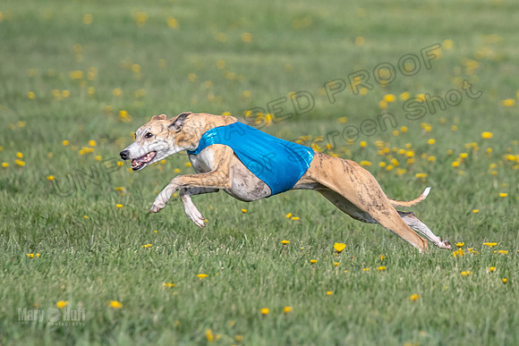 1Prelims Open E2 Lyra Fennec Mocha-0762