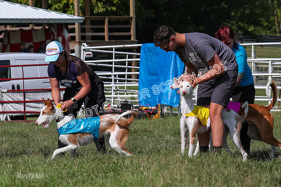Open Prelim A1, Rose Riptide Idina-7537