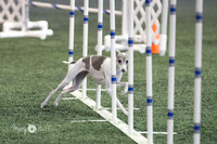 Canine Sports Zone Run Thru 2.13.16
