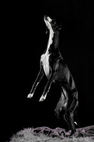 Puck 5.23.2020-1236-Edit