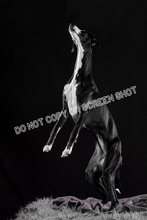 Puck 5.23.2020-1236-Edit