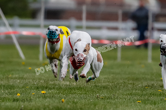 WRA, Prg 1, Race 2, Dash, Reas Mika Buzzsaw Moonstruck Elvis-8257