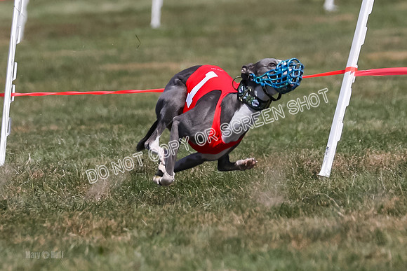 Prg 3, Race 5, Elia Savvy Mika Flint-2032