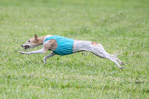 Prelim Open E3, Siren Martini Bee-9096