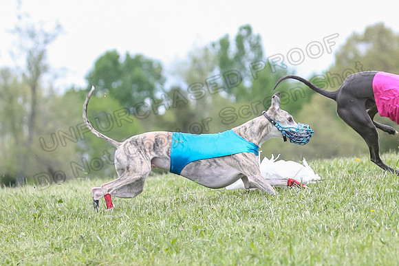 Finals Open C1, Oscar Strummer Rex-0647