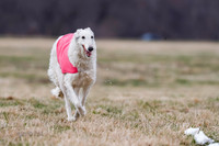 Borzoi Color