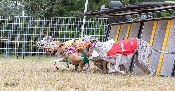 Program 1 Race -3344