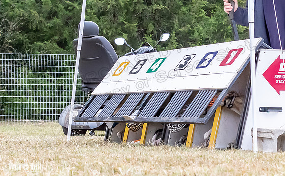 Program 1 Race -3317