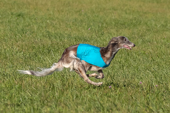 1 Prelims Fch 1 Kelso Wiings Foxy-5567