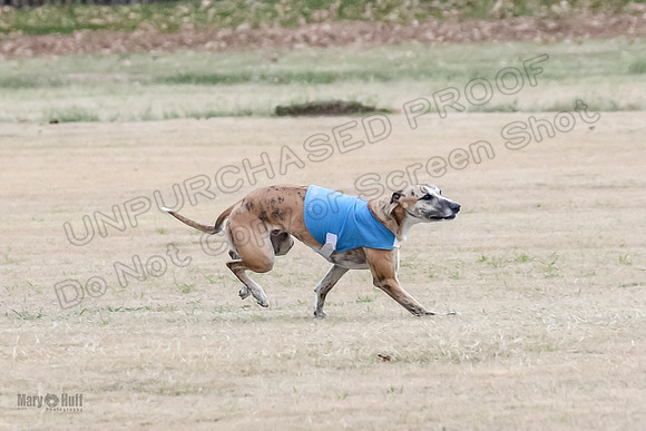 1Prelim Open 2 Shine Maverick Steel-2987