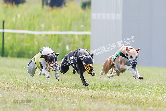 Prg 1, Race 3, Marty Sid Raz Ringo Chuck-1642-2