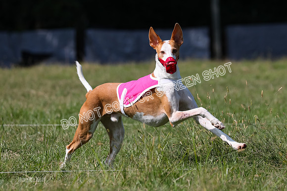 Open Prelim B2, Latte, Wizard-7910
