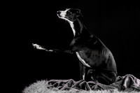 Puck 5.23.2020-1234-Edit