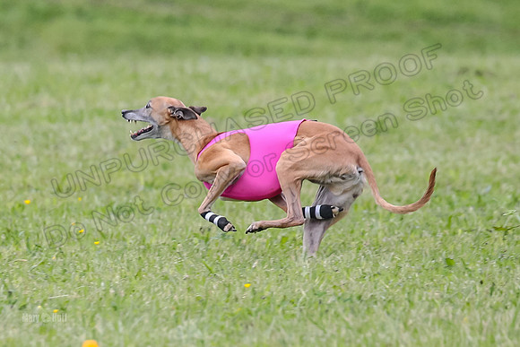 Prelim Veterans 4, Smokey Vulcan Justice-0183