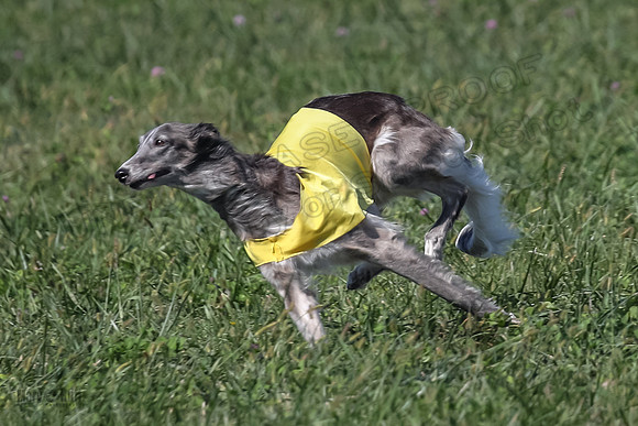 2 Finals Fch 1 Foxy Kelso Lizzie-8328