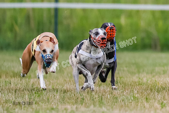 Prg 2, Race 4, Marty, Bogie, Denim, Meatloaf, Blaze, Raz-3-5