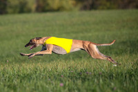 1 Prelim Open Minnie Luco Bunny-8835