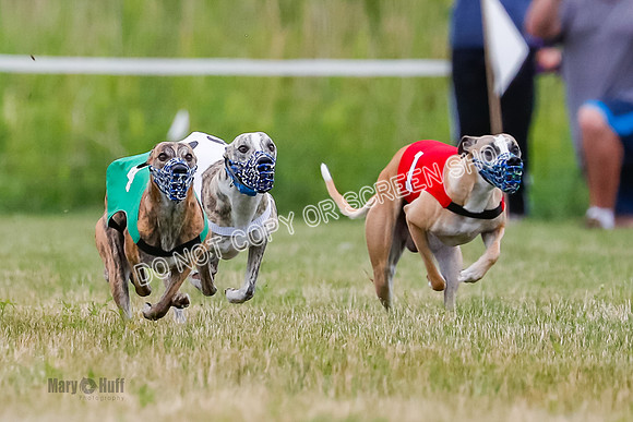 Prg 2, Race 4, Marty, Bogie, Denim, Meatloaf, Blaze, Raz-3-2