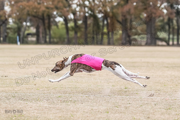 Finals Open 4 Rigel Trixie-4108