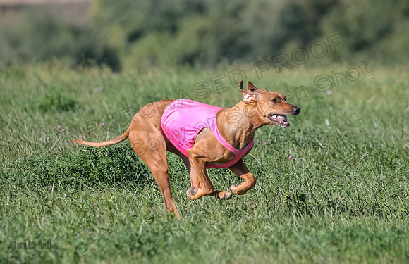 1 Prelims Vet 2 Xena Libby-5301