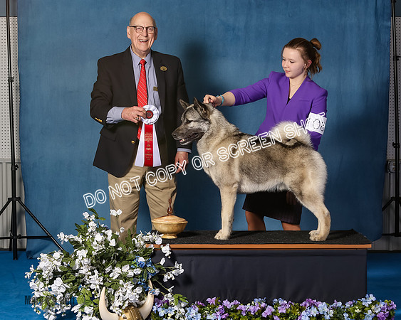 Elkhound 2020-1117