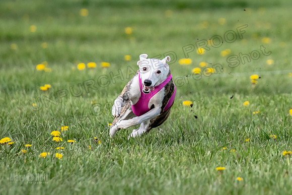 1 Prelim FCh B2 Echo Lzzy Indy-6748