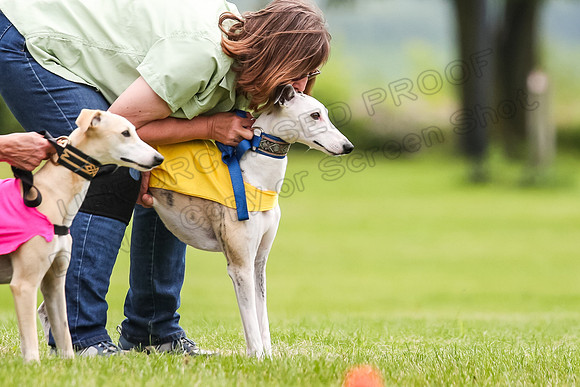 Finals Fch-Vet 2, Wilson Buttercup-1726