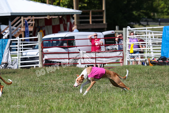 Open Prelim B1, Libby, Rogue, Penny-7751