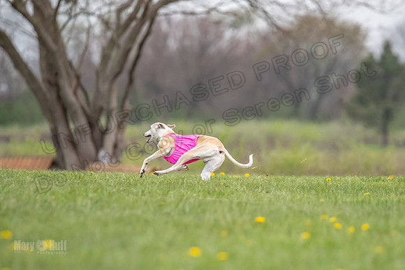 Finals Open B4 Flower Zero-8096