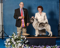 Elkhound 2020-1098