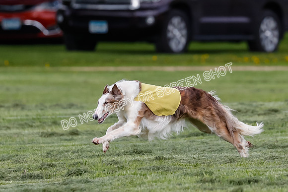 Prelim, Open, Rainbow Vera-8462