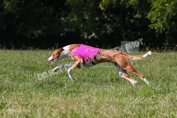 Open Prelim A1, Rose Riptide Idina-7584