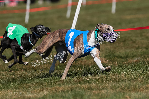 Prg 3, Race 10, Blitz Moonstruck Fortuna Tipa-2185